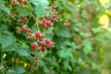raspberry bushes in the garden