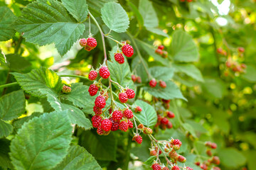 raspberry bushes in the garden