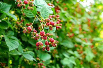 raspberry bushes in the garden