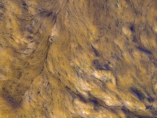 Yellow algae under sea water.