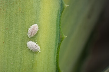 Mealy bugs on plant leaf. These bugs are important pest of many agricultural and ornamental plants...