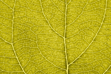 Obraz premium Leaf of fruit tree close up. Vivid yellow mosaic pattern of veins and plant cells. Abstract tinted background or wallpaper. Macro