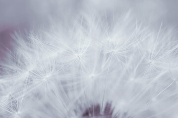 Dandelion head with seeds close up. Light summer floral background. Airy and fluffy wallpaper. Tinted backdrop. Dandelion parachutes wallpaper. Macro