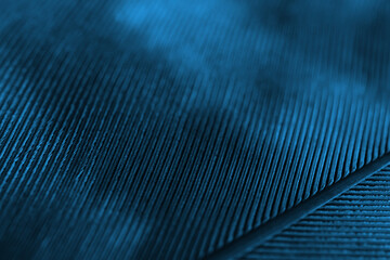 Flight feather of a bird close-up. Dark blue natural tinted background. Wallpaper with a rhythmic patterns. Macro