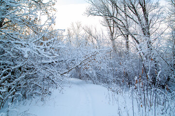 forest landscape on a frosty winter day