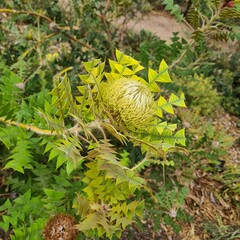 King's Park, Perth, Western Australia