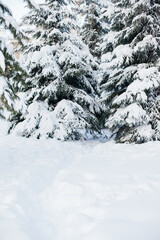 Spruce branches covered with snow in winter forest. Snow winter nature background on cold weather. Tree covered with snow close up. Fir tree branches under snow in winter park or forest