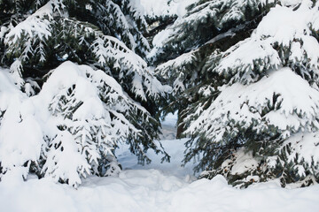 Spruce branches covered with snow in winter forest. Snow winter nature background on cold weather. Tree covered with snow close up. Fir tree branches under snow in winter park or forest