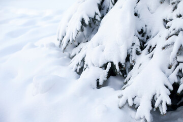 spruce branches covered with snow in winter forest. Snow winter nature background on cold weather. Fir tree covered with snow close up. Fir tree branches under snow in winter park or forest