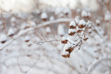 Winter background with dry plant bush. Depth of field photo of winter nature with snow in the park. Winter nature with snow background.