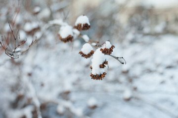 winter background with dry plant bush. Depth of field photo of winter nature with snow in the park. Winter nature with snow background