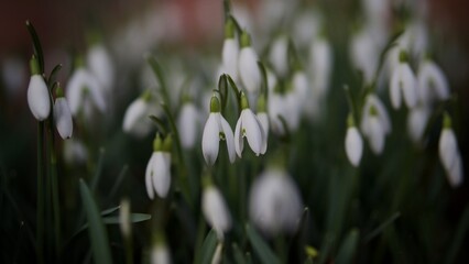 Obraz premium Snowdrops 