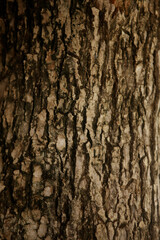 Wooden Bark in the garden , Close up Texture