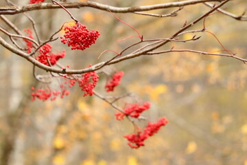 ナナカマドの実