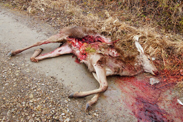 Carcase of a deer killed by wolves. Bieszczady Mountains, Carpathians, Poland.