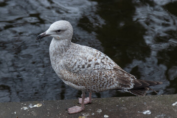 Seagulls on the pier, closeup photography, portrait of seagull, St Stephen’s Green City Park, urban, streets photography,  Dublin, Ireland