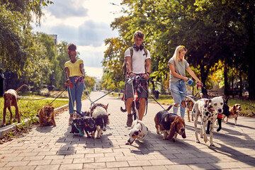 Group of young dog walkers working together