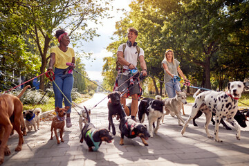 A group of young cheerful dog walkers in the park are having fun while walking dogs in the park. Pets, walkers, service - 486674347