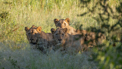 Three young male lions in tall grass