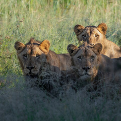 Three young male lions in tall grass
