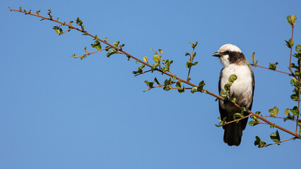 a Southern white-crowned shrike