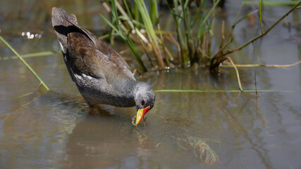 a Lesser Moorhen in Kruger National Park
