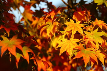 秋の紅葉