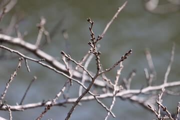 まだ小さい桜の蕾の写真