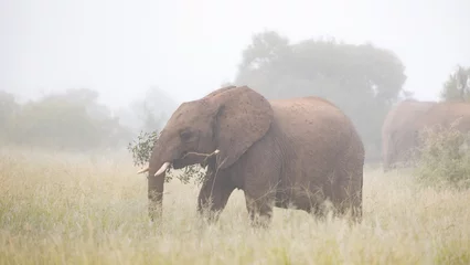 Raamstickers African elephant in dense mist © Jurgens