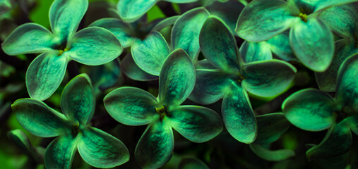 green lilac flowers, abstract macro photo for background