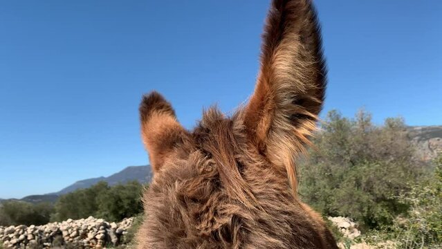 one brown donkey moves his ears listens in nature in a pasture among the mountains