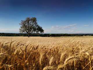 golden wheat field