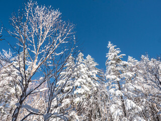 雪山 登山 風景 青空