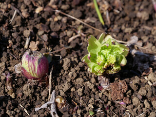 早春の山野草「フキノトウ」