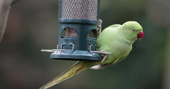 Ring-necked Parakeet eating sunflower seeds from a bird feeder in a garden, UK.