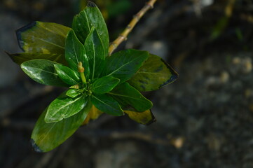 leaves
