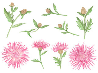 Watercolor Pink Cornflowers with branch and leaves isolated on a white background.