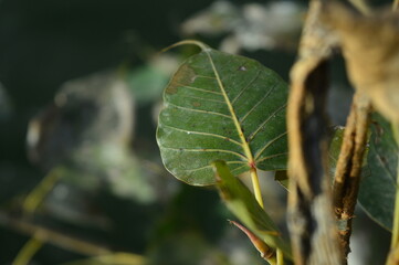 leaves on a tree