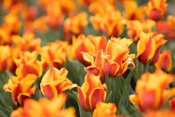 Tulpen