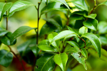 Camelia tree plant leaves growing outdoors.