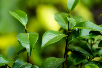 Camelia tree plant leaves growing outdoors.