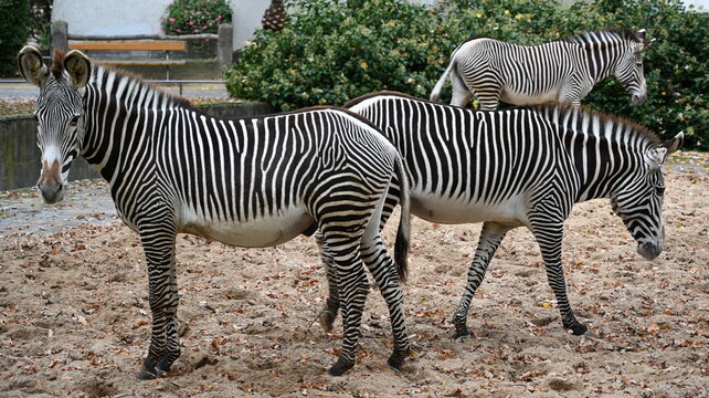 group of three zebras
