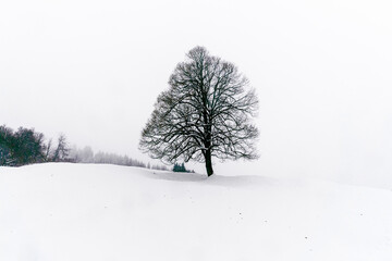 Baum mit Schnee in Winterlandschaft