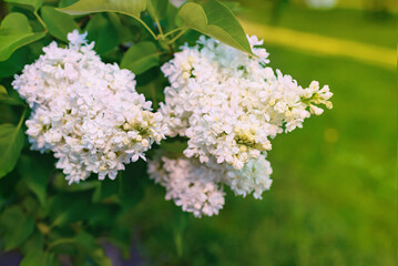 A blooming lilac bush in the garden. Spring landscape with flowers