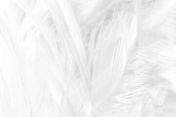 chicken feather macro,Beautiful white gray colors tone feather texture background ,