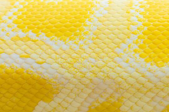Golden python scale texture,close up view of golden python (Python bivittatus) skin texture,Scales of a golden python ,Texture. The skin of a live yellow snake with white stripes. Gold reticulated pyt