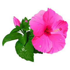 ピンクのハイビスカスのイラスト