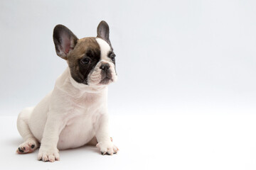 french bulldog puppy on white background