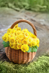 Fototapeta na wymiar fresh spring coltsfoot flowers in wicker basket outdoor, natural background. Healing plant coltsfoot (Tussilago farfara) used in traditional medicine. first flowers of early spring season