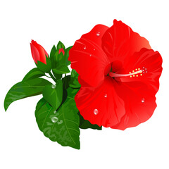 赤いハイビスカスのイラスト